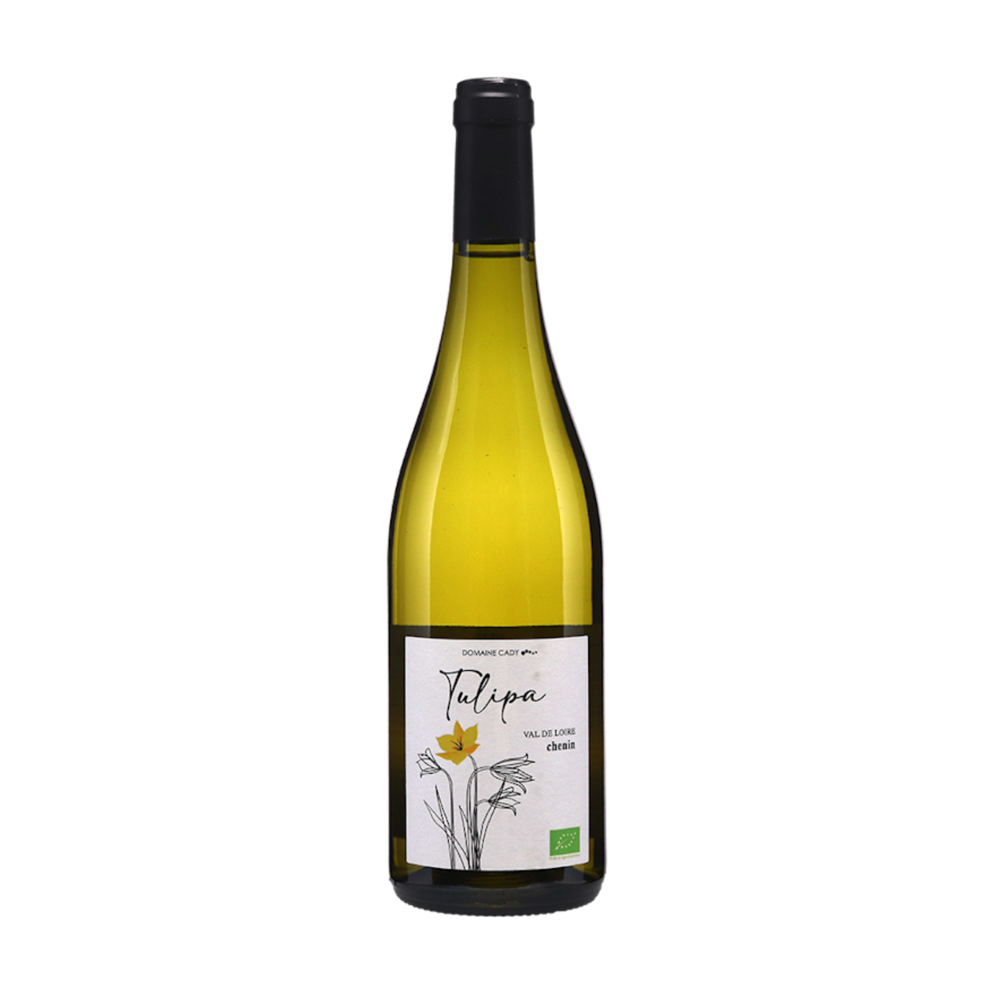 Tulipa 2024